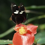 doris longwing butterfly
